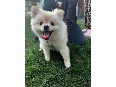 Pomeranian boo 9 aylık erkek