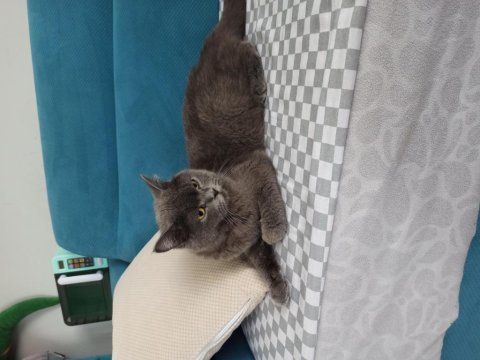 British shorthair kedilerimiz