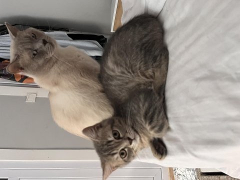 British shorthair blue point ve whiskas