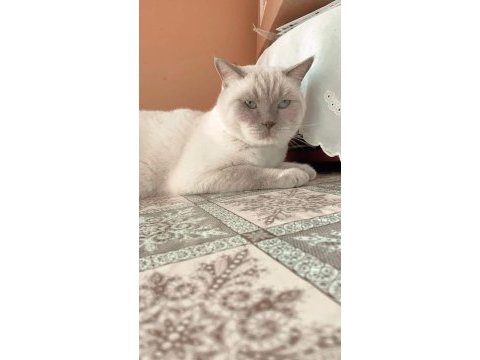 British shorthair eyes blue kedi