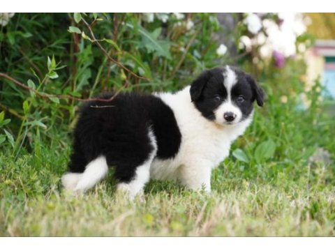 Border collie mükemmel yavrularımız