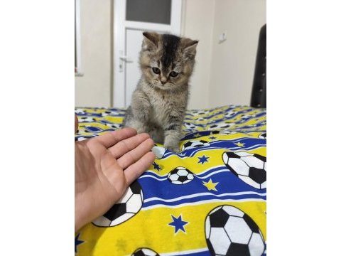 Minik kedilere güzel aile arıyoruz
