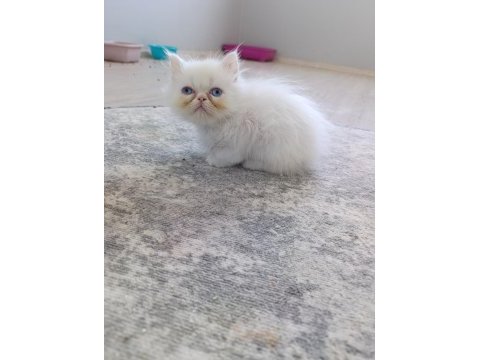 Güzel iran kedisi pamuklarım