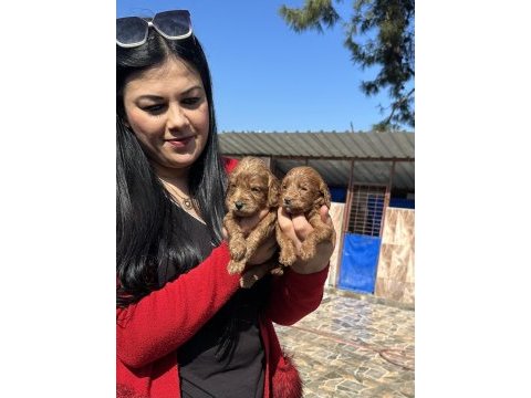 Sağlık ve ırk garantili maltipoo yavrularım
