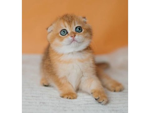Altın portakal golden scottish fold 