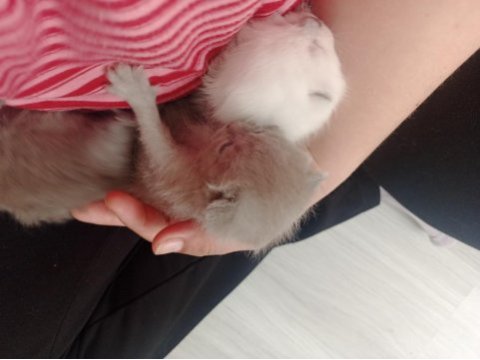 Sevimli british shorthair yavrular