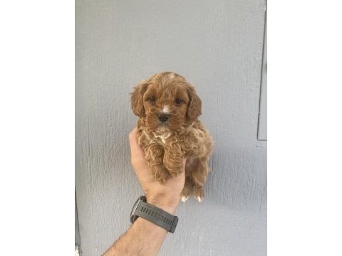 Dünya tatlısı maltipoo bebeklerim