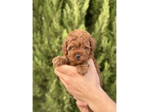 Yasal çiftlikten kurabiye tadında poodle yavrular