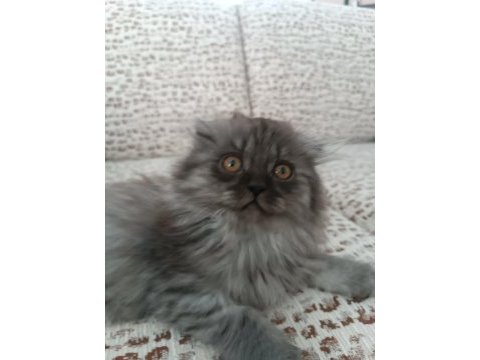 British longhair erkek yavrumuz