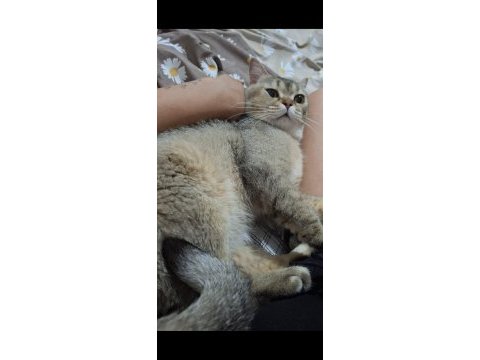 British shorthair golden yavrular