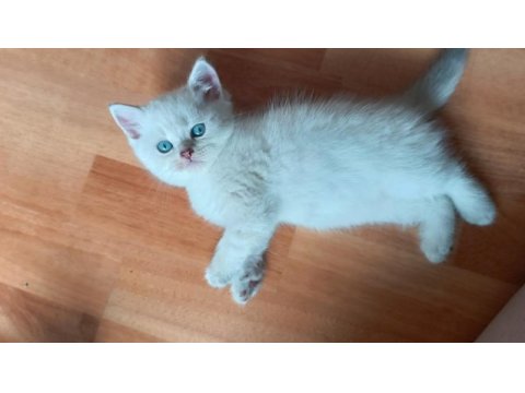 Erkek bebek kedim