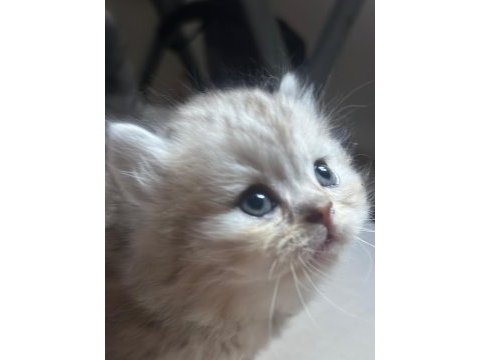 6 haftalık safkan british longhair yavrular