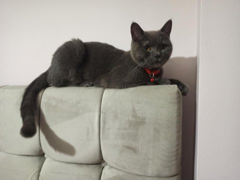 1,5 yaş dişi british shorthair