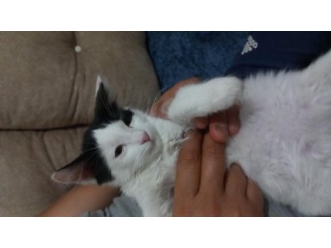 Smokin kedi