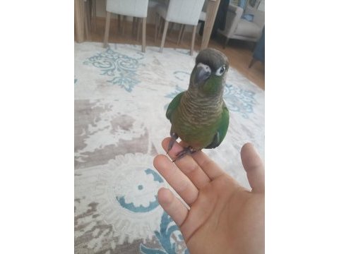 Muhteşem güzellikde 6 aylık evlat konur kapalı bilezik