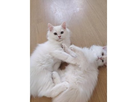 Kar beyazı british longhair yavrular