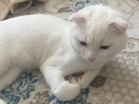 Kehribar ve mavi gözlü beyaz erkek scottish fold
