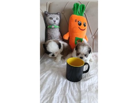Shih tzu ev bebekleri