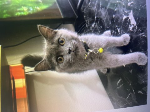 British shorthair yavru kediler