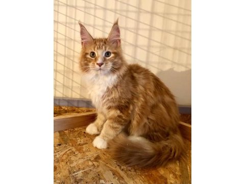 Dev maine coon erkek