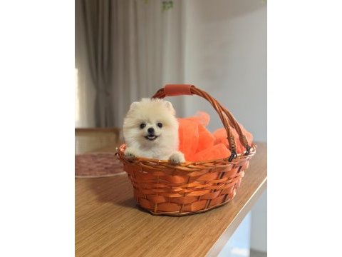 Teddy bear ayı surat pomeranian