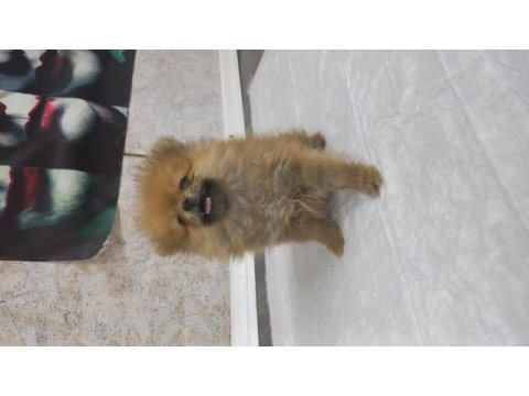 Irk garantılı tea cup pomeranian