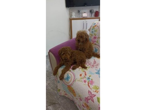 2 yetişkin erkek 1 toy ve 1 minyatür poodle