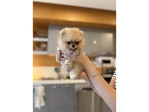 Mini teacup ayıcığımız pomeranian boo bebek