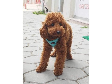 Aileden uygun yavru canlar toy poodle