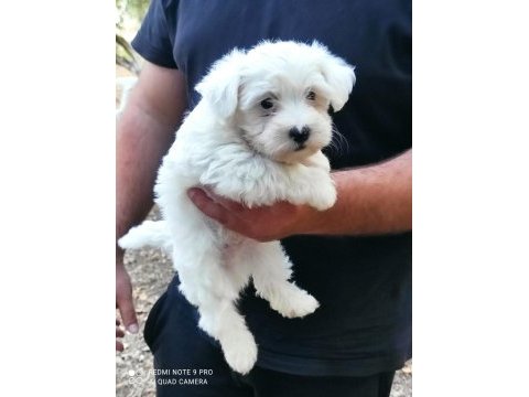 Maltese yavruları