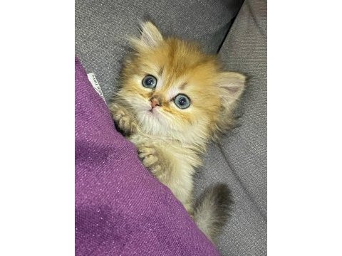 British longhair 65 günlük kedimiz