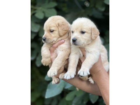 Golden retriever yavruları