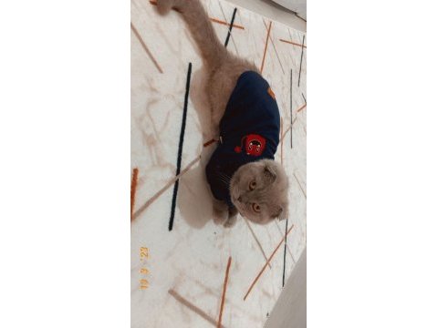 1 yaşında scottish fold eş ilanı