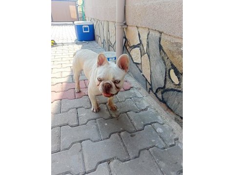 Egzotic fransız bulldog