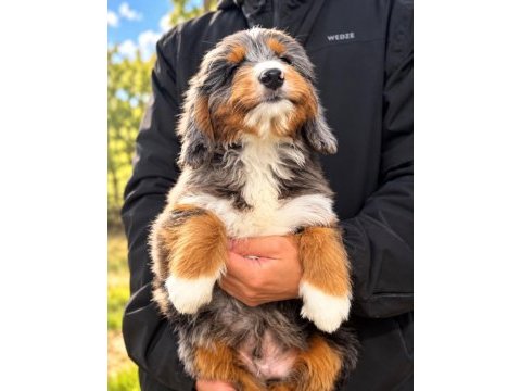 Türkiyede tek bernedoodle yavruları