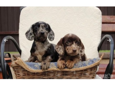 Özel dachshund yavrular