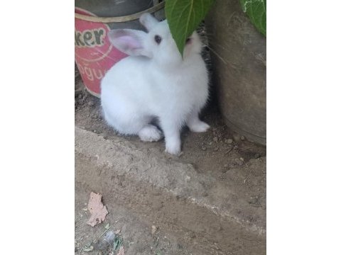 Yavru renk cücesi tavşan