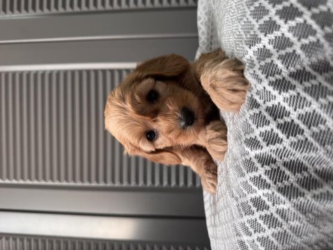 Küçük maltipoo