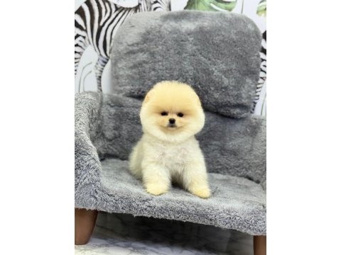 Güzeller güzeli pomeranian oyuncu yavrularımız