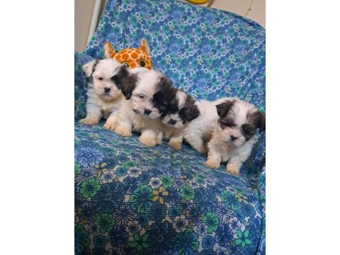 0 boy morkie yavrularım