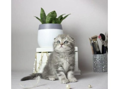 Scottish fold silver yavrularım 