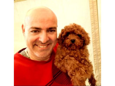 Toy poodle yavrularımız efsane bebişler
