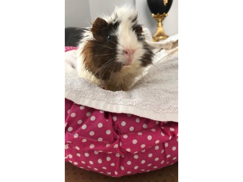 Sevimli guinea pig