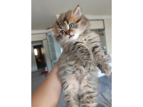 British longhair kedimiz