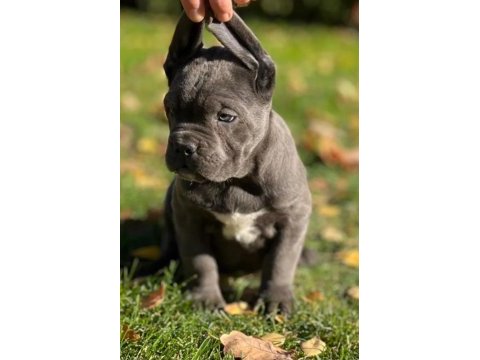 Cane corso en kalitelisi bizde var
