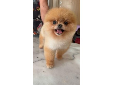 Daha iyisi yok gerçek teddy face pomeranian boolarımız