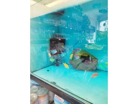 Çeşit çeşit renkli tetra balıkları