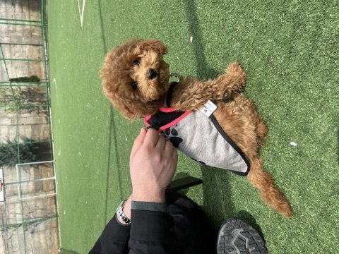 11 aylık aşıları tam uslu 3.5 kg dişi toy poodle