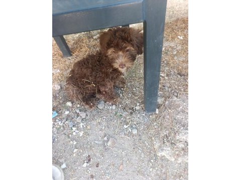 Toy poodle köpeğimiz