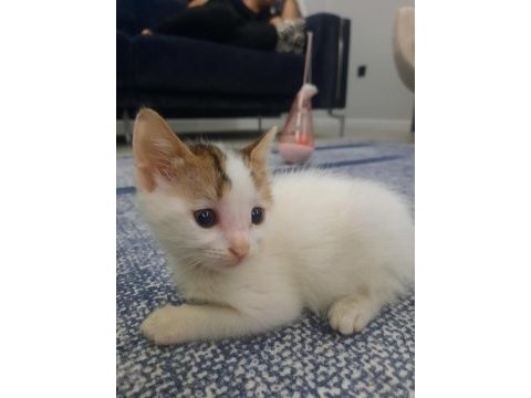 Bebek kedimiz ücretsiz